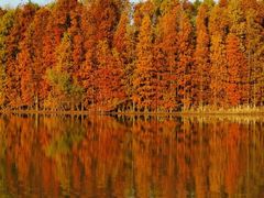 -上海海湾国家森林公园