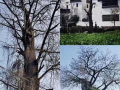 -西溪南古村落景区