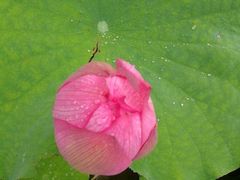 -陈家山荷花公园