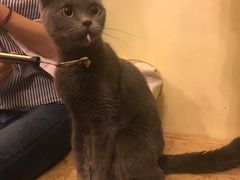 -猫色咖啡·猫咖