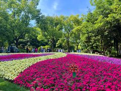 -上海共青森林公园