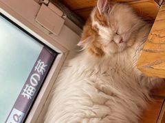 -猫的茶·猫咖