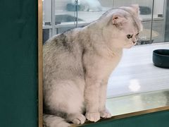 -飞行喵MR PILOT|猫舍·猫咖(静安大融城店)