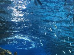 -海合安武汉极地海洋公园