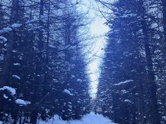 -芦芽山旅游度假区