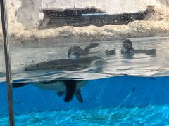 -帝企鹅自助餐厅•儿童岛•真企鹅(长隆企鹅酒店)