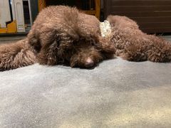 -more than meow吴止猫主题餐厅(承德 中船汇店)