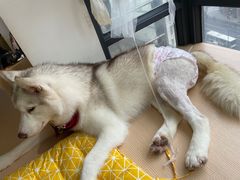 -Husky Go! 哈士奇体验馆·宠物咖啡厅狗咖