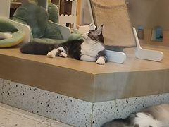 -猫域·湾主题猫咖·宠物吧(南坪城市广场店)