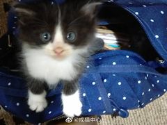 -李小姐の猫咖啡馆(五角场店)
