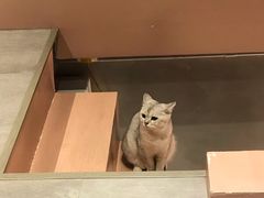 -猫儿山۰猫主题餐厅
