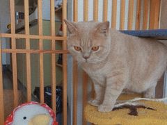 -Catmate·猫肥家润(金润铂宫店)