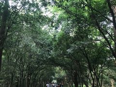-灵谷景区