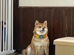 -逗柴咖啡屋·狗咖猫咖宠物桌游