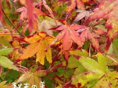 -济南南郊宾馆