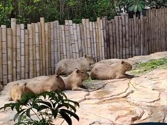 -珠海长隆海洋王国