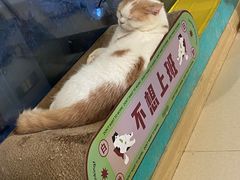 -猫在这儿猫咪咖啡馆·撸猫馆