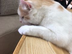 -猫和宫(六道口店)