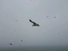 -海驴岛(荣成市)