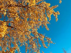 -三里屯东五街银杏大道