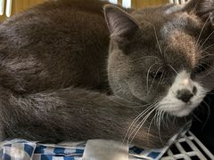 -瑞派动物医院·绝育·犬猫全科·预防医学(光景江南中店)