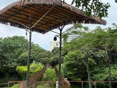 -深圳野生动物园