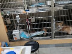 -爱佳宠物中心医院24H·CT·骨外科·猫专科(瑶海万达店)