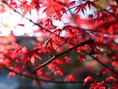 -梁鸿国家湿地公园