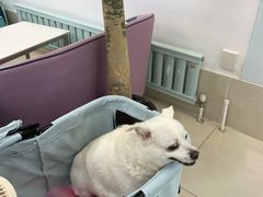 -北京观赏动物医院·24小时大型综合·猫专科·异宠专科