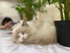 -COLOR PETS 撸猫馆·购猫·猫咖(长风大悦城店)