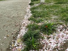 -高东镇樱花园