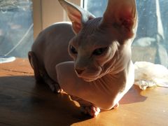 -猫小院猫主题咖啡厅(北锣店)