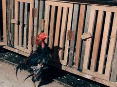 -卡拉农庄 正宗斗鸡肉