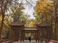 -金塔沙漠胡杨林景区