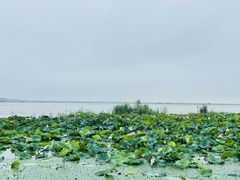 -七的湖·晚芳亭·阳澄湖农家菜·大闸蟹(莲花岛店)