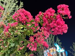-环球影城莲花园 The Lotus Garden Universal Studios 