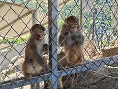 -西霞口神雕山野生动物世界