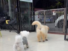 -乐琪宠物医院·犬猫专科·骨外科·急重症