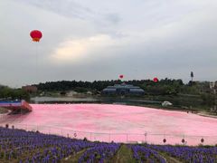 -大塘金香草谷