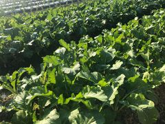 -正宗鸡饭粤香酒家(朱村店)