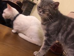 -猫色咖啡·猫咖