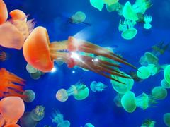 -成都浩海立方海洋公园