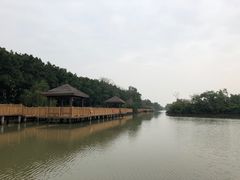 -大湾区中央湿地公园