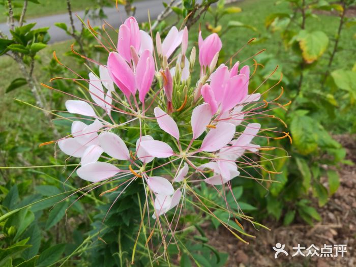 中国科学院西双版纳热带植物园图片