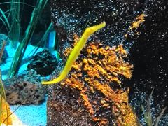 -暹罗海洋世界