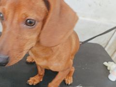 -暖阳宠物医院·犬猫康复中心·骨科