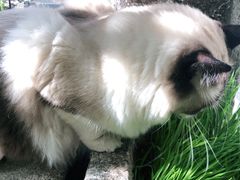 -喵屿·大理花园猫咖