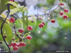 -东山雕花楼