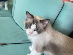 -Bastet sally猫舍购宠(静安店)