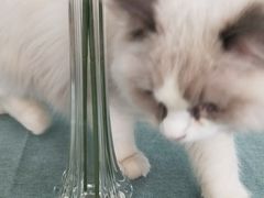 -鼓捣猫呢主题猫咖店